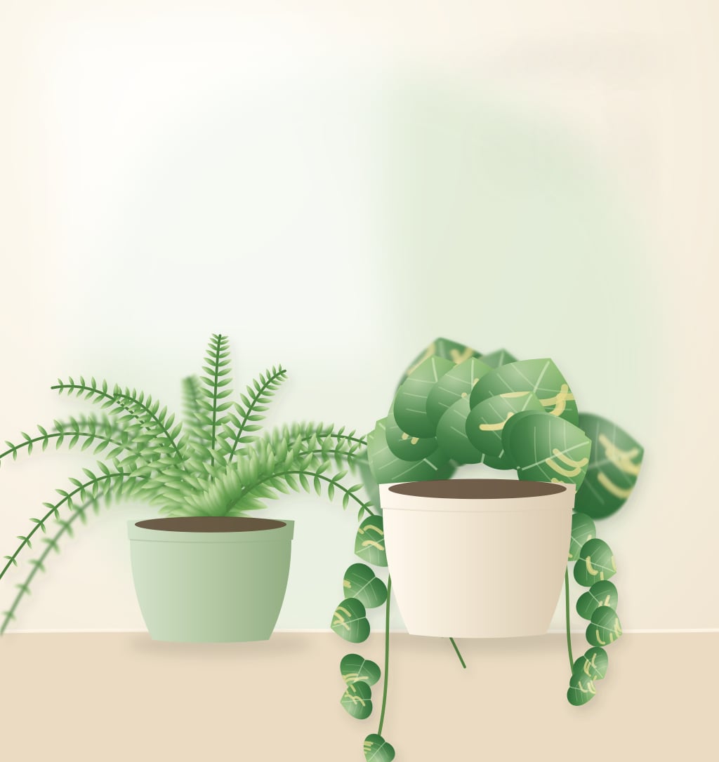 A golden pothos and a small fern in cream pots, lit by soft morning window light