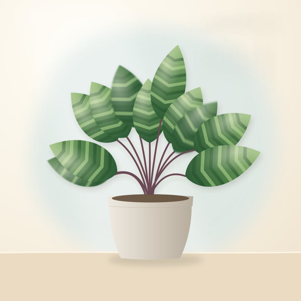Calathea with striped, patterned leaves in a pale pot