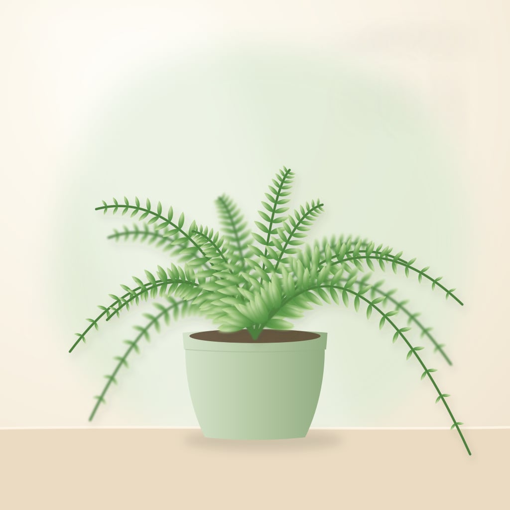 Boston fern with arching feathery fronds in a hanging pot