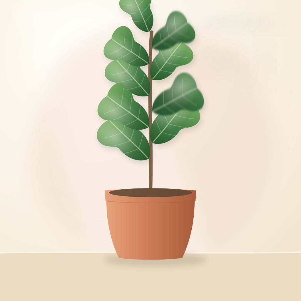 Fiddle-leaf fig with broad glossy leaves beside a bright window