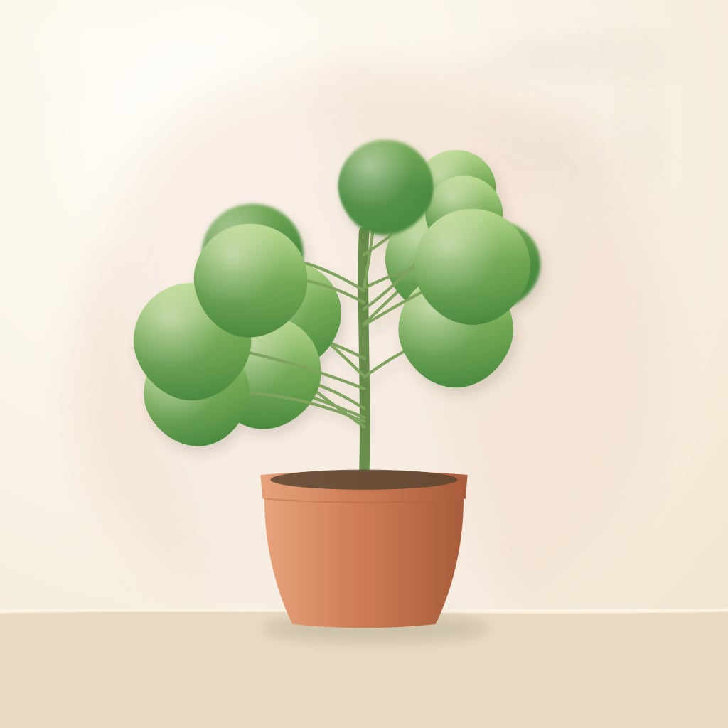 Chinese money plant with round coin-shaped leaves
