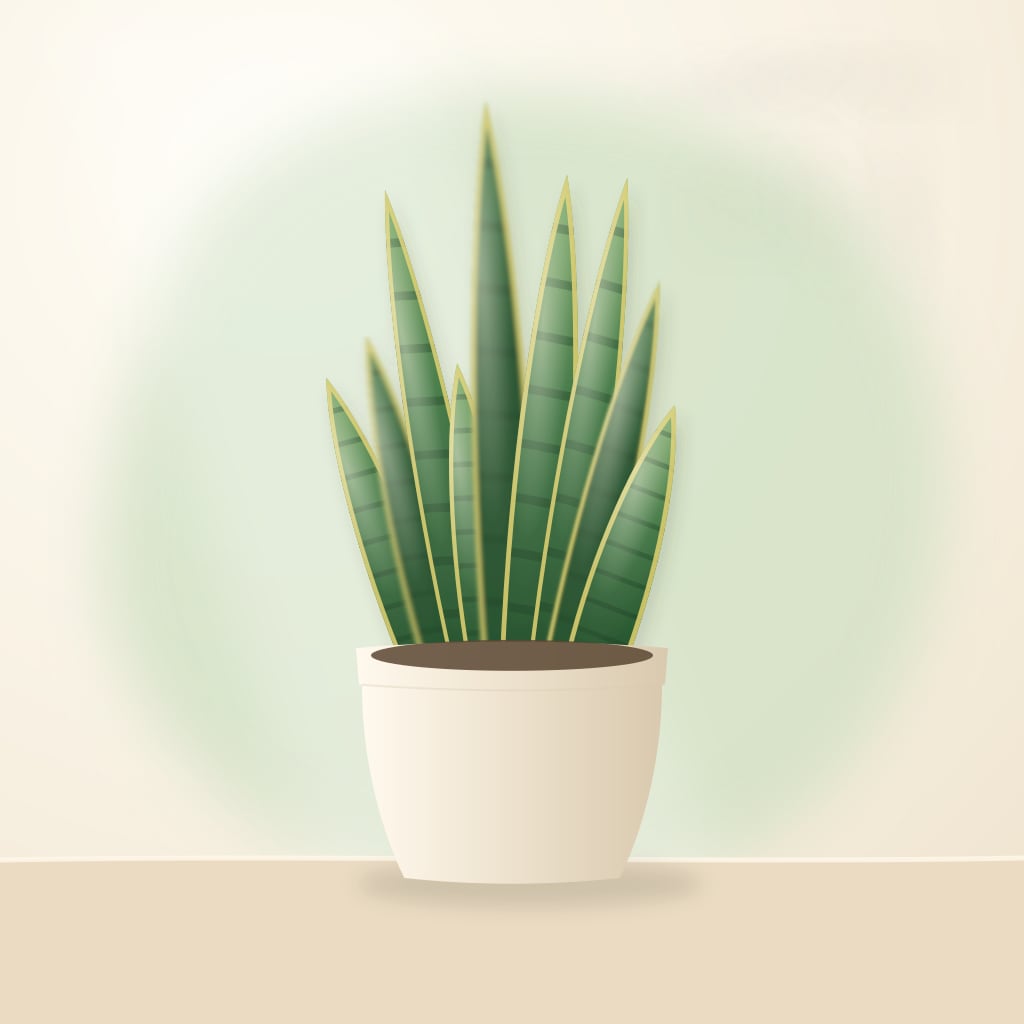 Upright snake plant with banded sword-shaped leaves