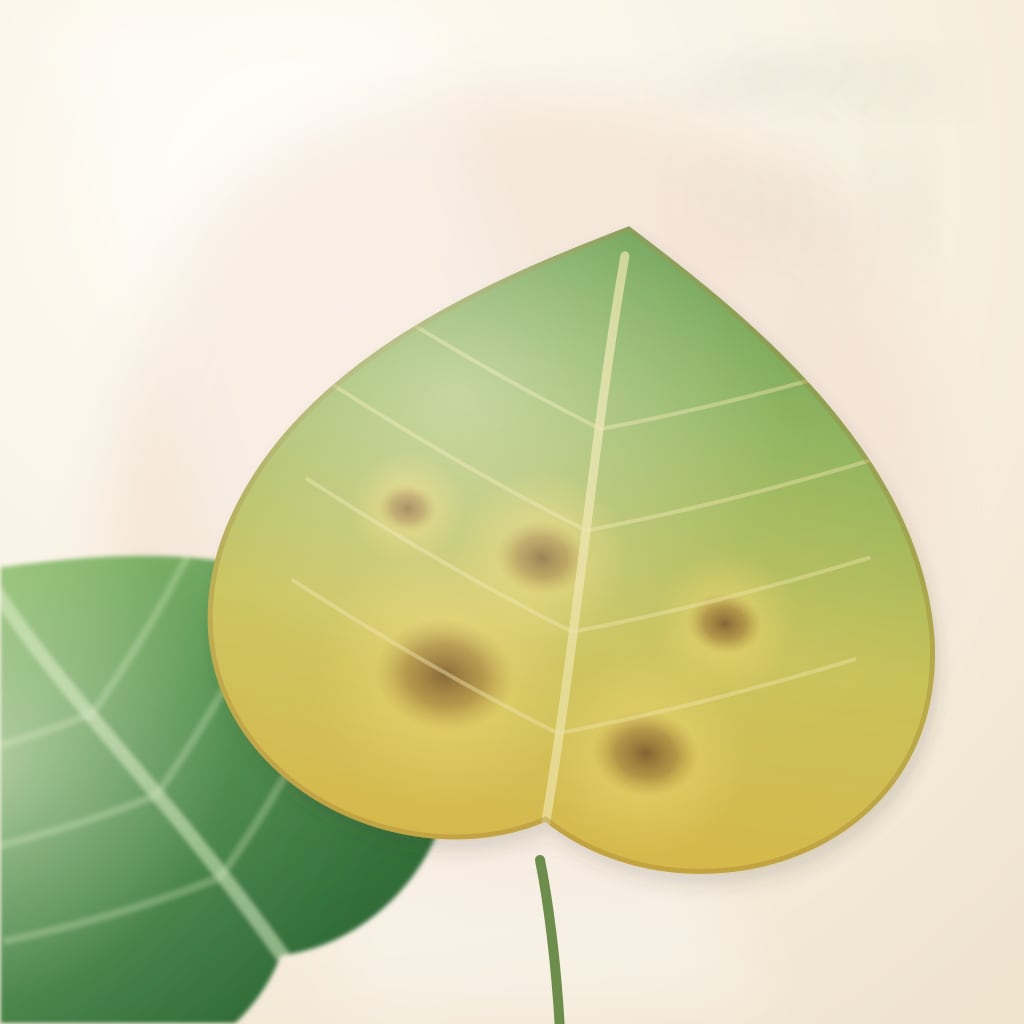 A yellowing philodendron leaf with brown patches
